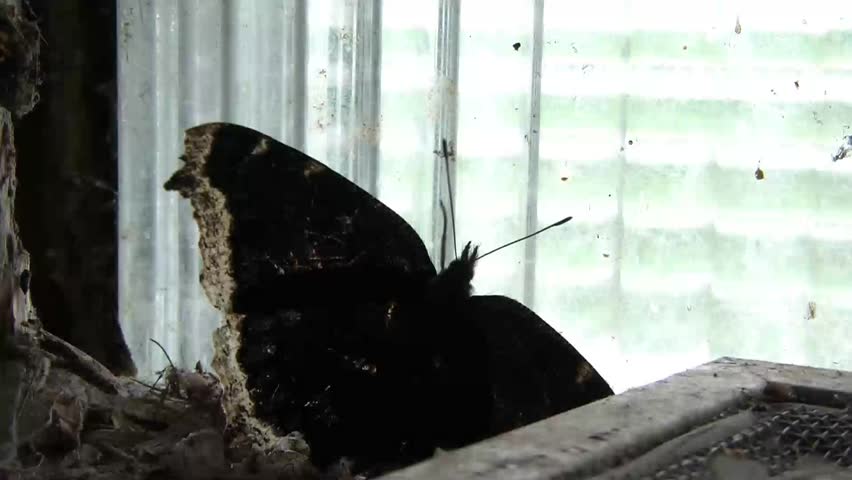 Beautiful black butterfly flutters wings while being trapped against clear glass blocks, and in terrible conditions of abandoned church basement.