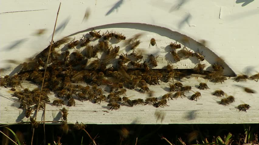 Nature Apiary. Bee-garden.
