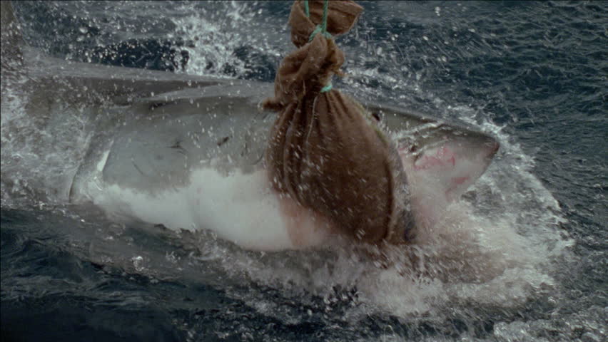 Great White shark in Spencer Gulf, Australia breaks the surface of the water and attempts to grab a bag of bait from a line hanging above the ocean