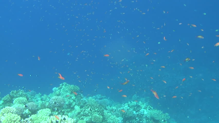 school of fish slow motion 04