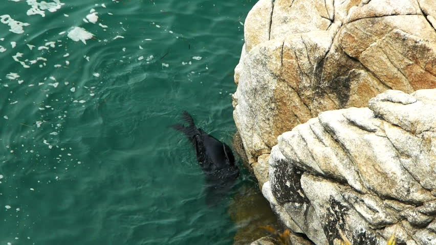 a new zealand fur seals swims near the colony at separation point in new zealand