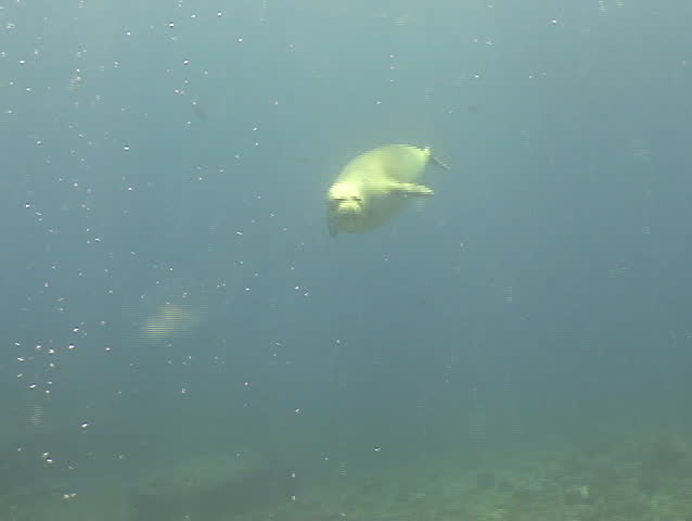 Monk Seal plays with scuba diver in Hawaii. Spectacular interaction!