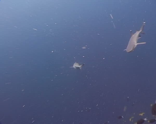 White tip reef sharks swimming close to viewer