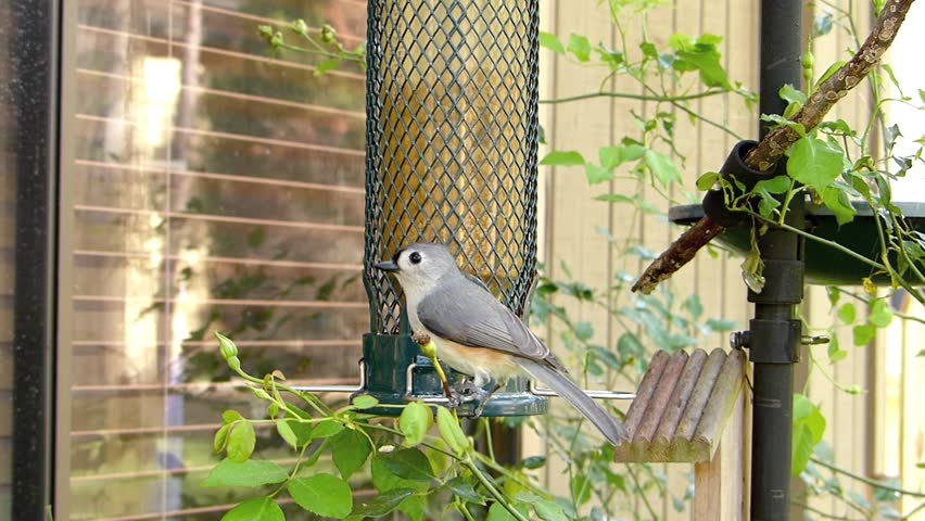 Songbirds on a feeder.