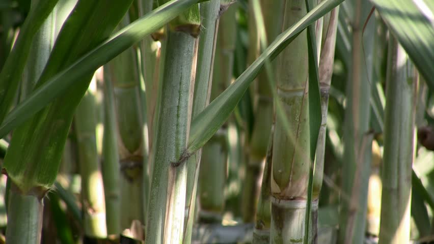 Asian sugar cane field (zoom out)