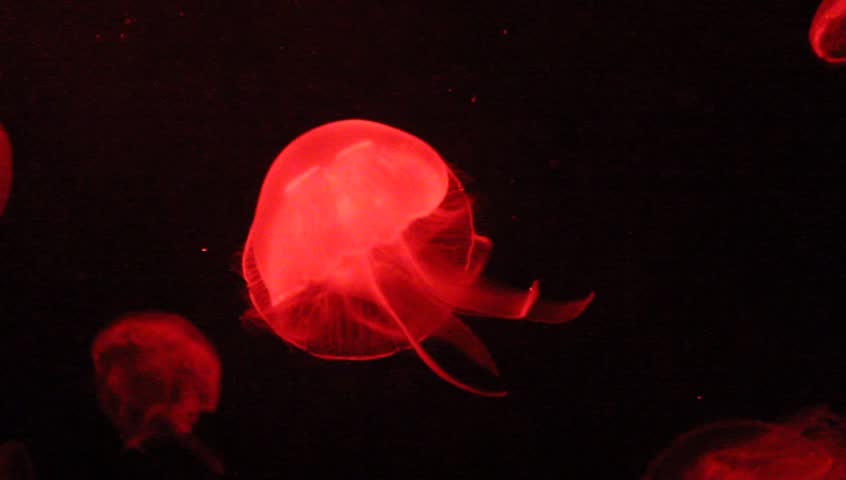 Moon Jellyfish, saucer jelly, common jellyfish