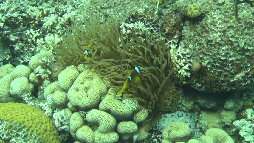red sea anemonefish 05