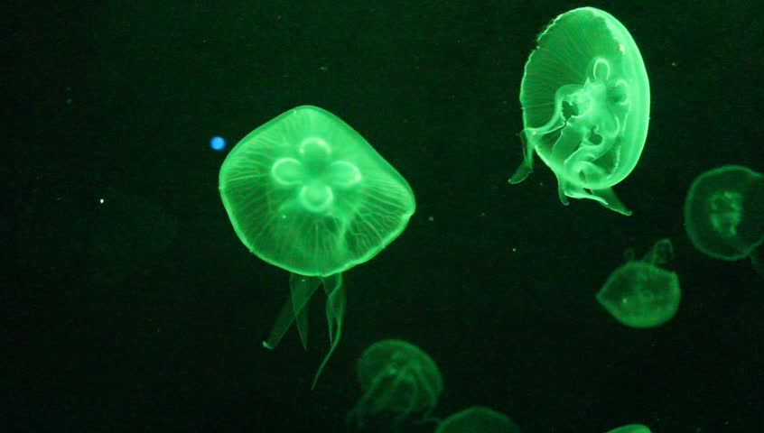 Moon Jellyfish, saucer jelly, common jellyfish