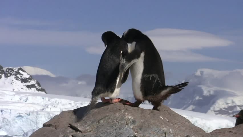 Gentoo Penguin, Antarctica