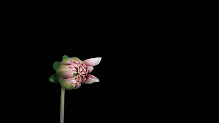 Time-lapse of blooming red dahlia ALPHA matte 2 