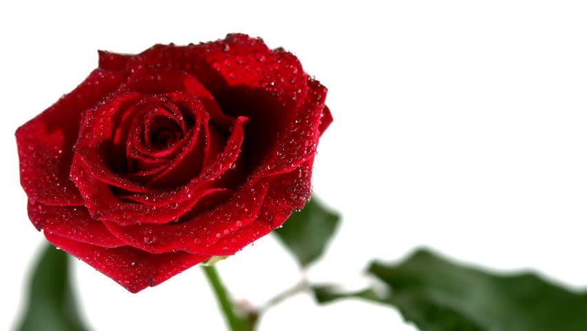 Dew drops falling from red rose in slow motion