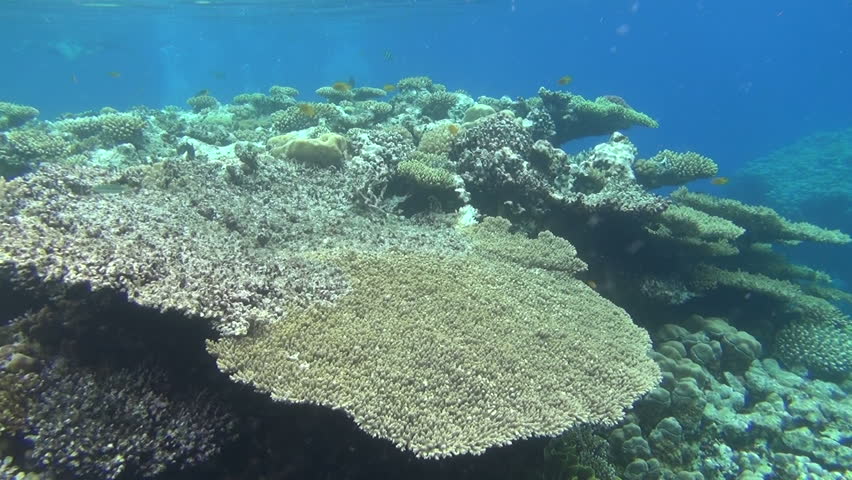 colorful fishes on reef 46