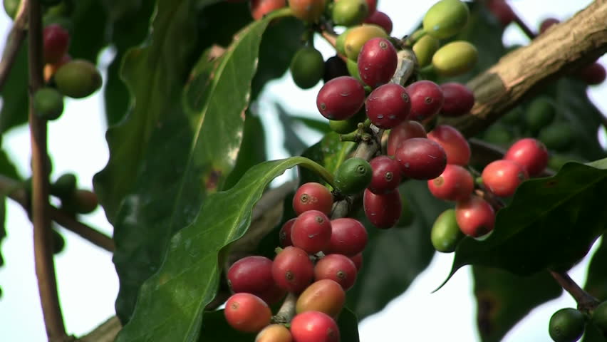 Coffee cherries (beans) ripening on a coffea tree branch (zoom out)