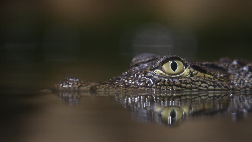 Small crocodile swims in the water