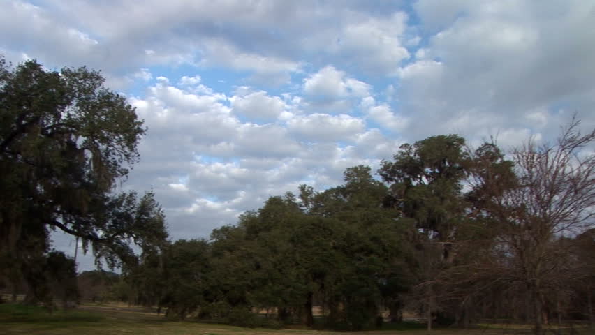 Camera pans across a grove of majestic moss laden Southern live oak trees.