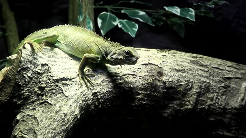 Reptile/Reptile sitting on the tree.