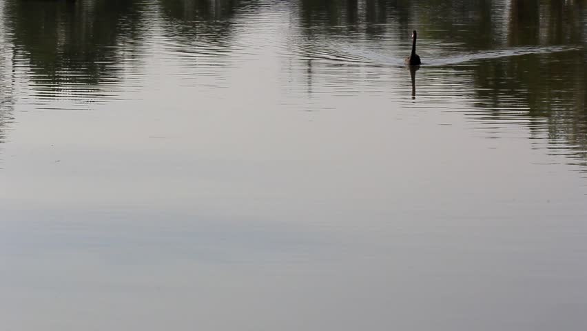 Black swan/ Black Swan swimming on pond.
	
	
	
	
	
	
	



