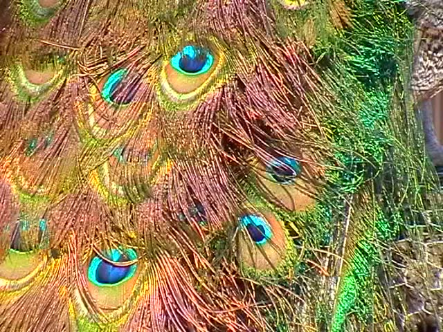 Peacock feathers in gentle breeze