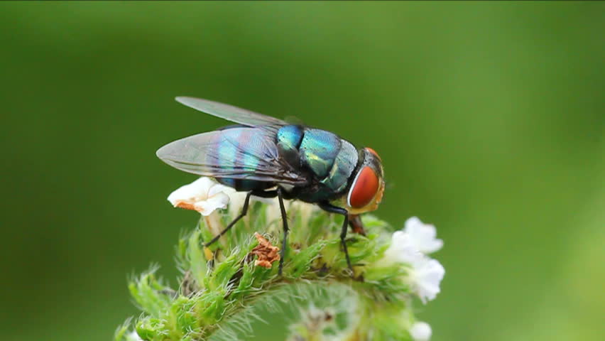 bluebottle (fly) on green leaf