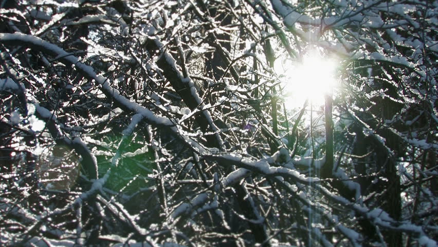 Still shot of a snowfall in the forest with sun rays hitting the lens.  