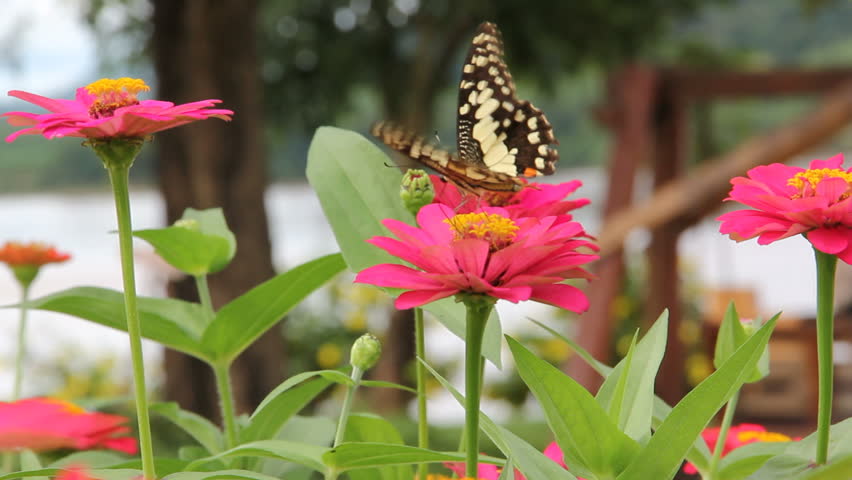 butterfly feeding on a pink zinnia in sunny summer garden