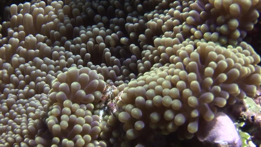 Submerged