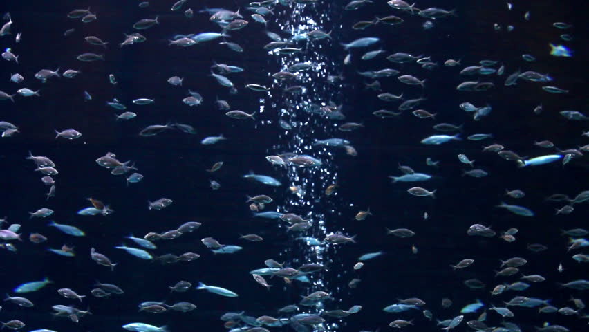 tropical fish underwater