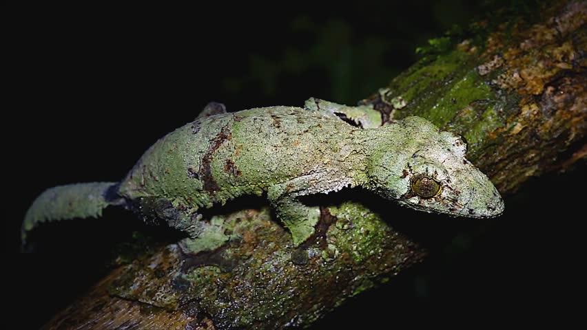 Giant Leaf-tailed Gecko (Uroplatus fimbriatus) in Ranomafana National Park, Eastern Madagascar. Gecko perches on a branch at night to prey on insects that pass by.