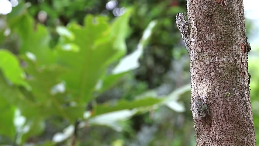 Large cicada flies on a tree in Madagascar. These are a primary food source for many chameleon species in the trees.