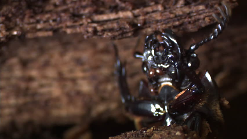 Shiny black beetle burrowing in rotten wood