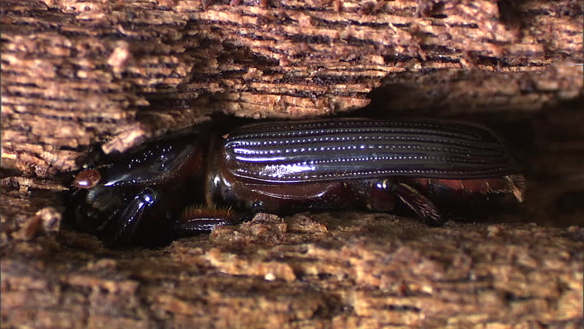 Shiny black beetle burrowing in rotten wood