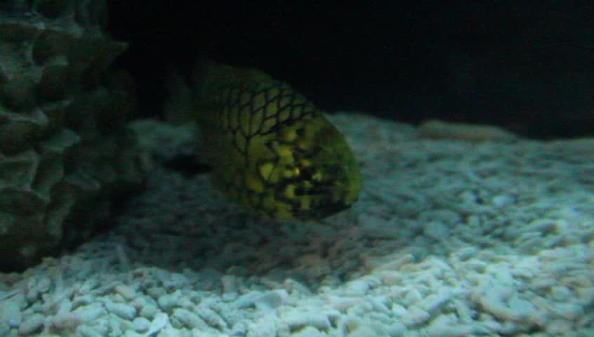 Pine Cone Fish, Pineapplefish  Cleidopus gloriamaris. video