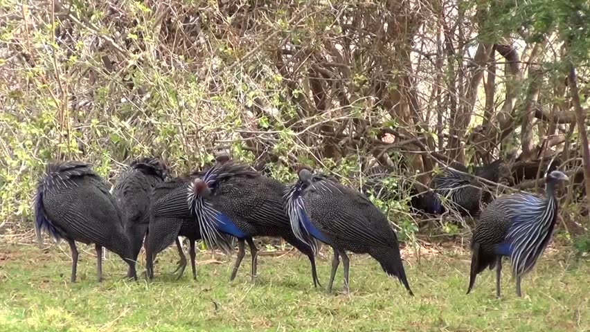 Guinea fowl (Numididae)