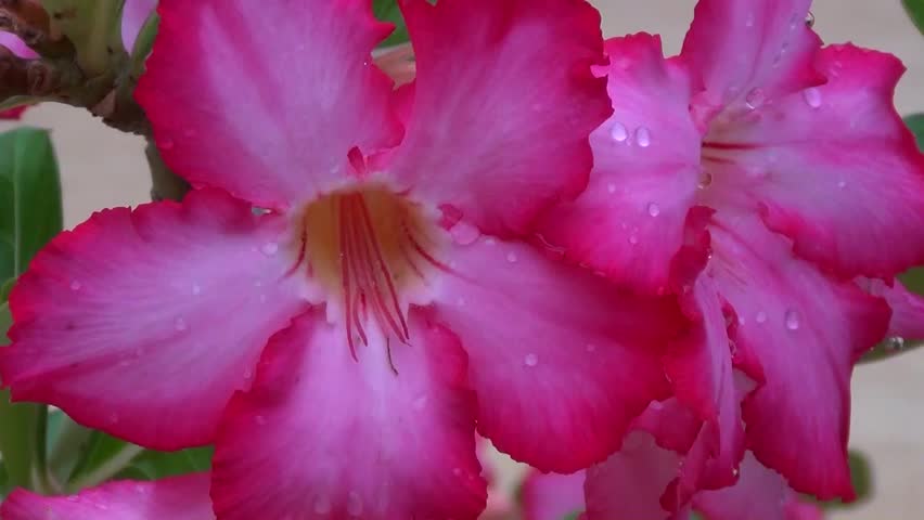 Ziegenfuss-Morning Glory (Ipomoea pes-caprae)