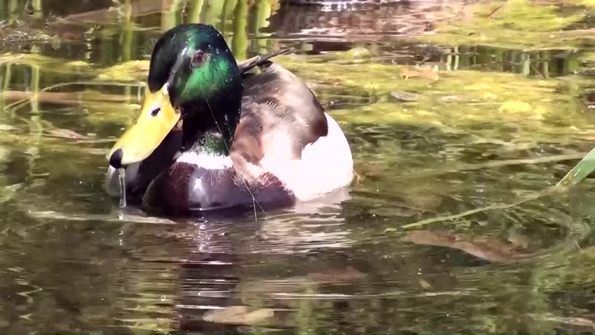 Mallard (Anas platyrhynchos)