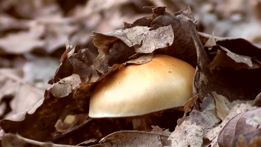 Fungus in the leaves
