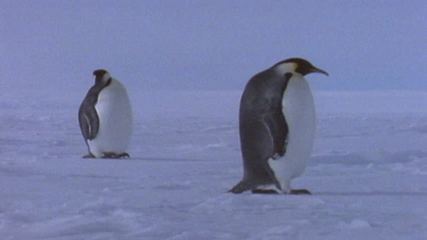 People filming emperor penguin 