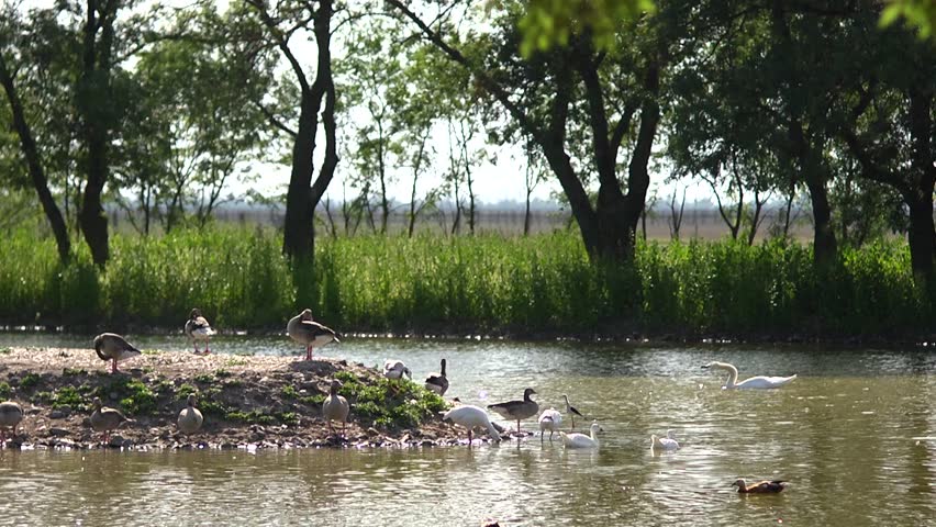 Duck and geese