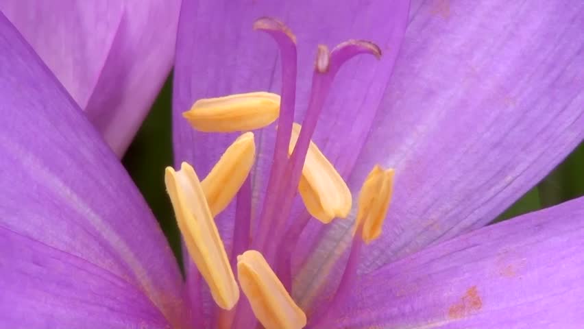 Autumn crocus (Colchicum autumnale)