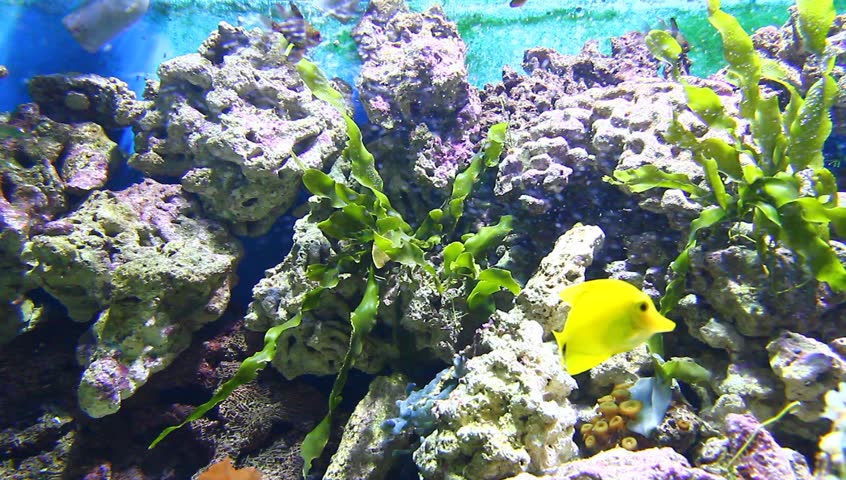 Coral and fish in the Red Sea