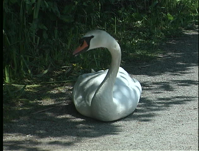 Swan on pathway in Stanley Park, Vancouver, BC, forages for food.