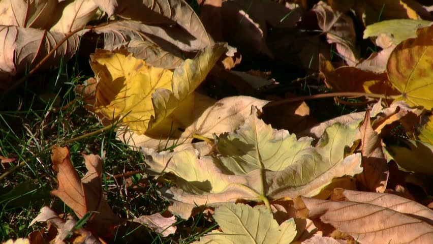 Autumn season