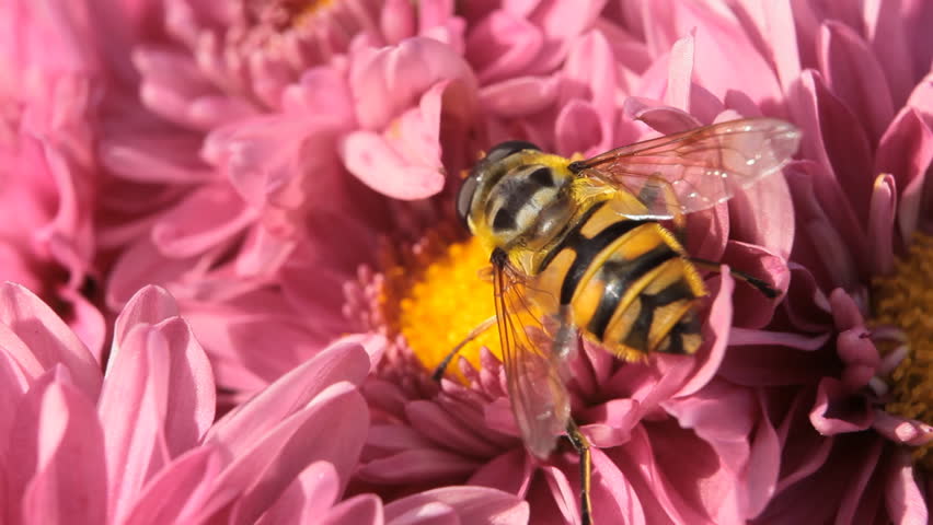 Macro, Beautiful Bumble-Bee Pollinating Wonderful Flower in Summer