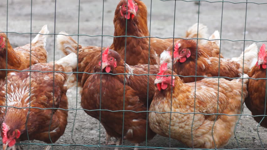 Brown chicken behind a fence on a small dutch farm