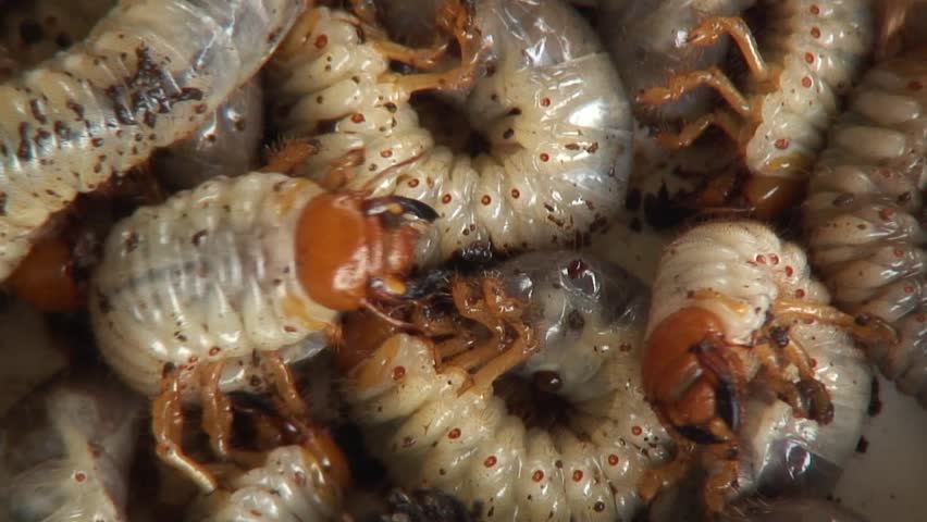 Grubs