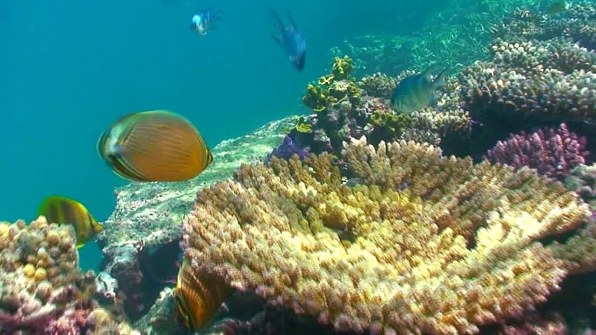 Following a reef fish