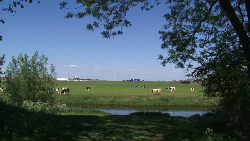 Dutch Holstein-friesian cattle in pasture with highway in background -wide shot. Holsteins have distinctive markings and outstanding milk production.
