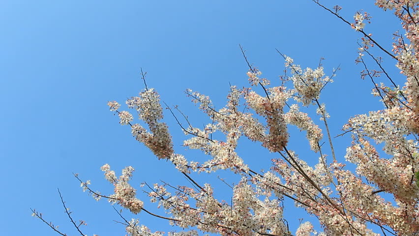 White and Pink blossoms