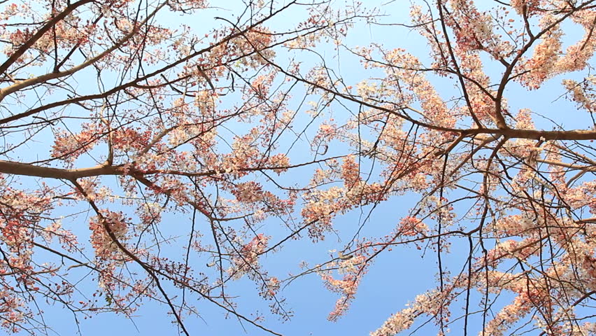 White and Pink blossoms