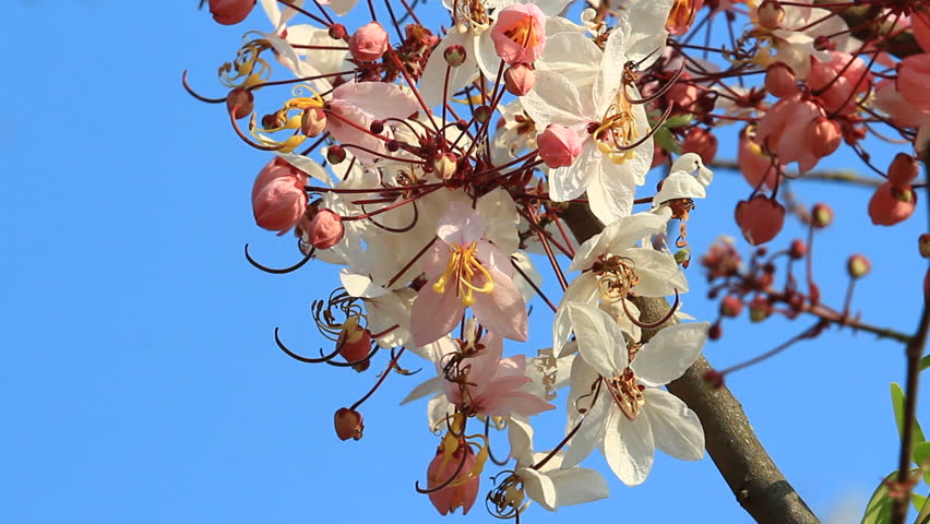 White and Pink blossoms